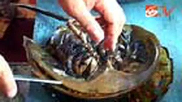 Hewan mirip kepiting ini adalah salah satu makanan khas masyarakat di pinggir Pantai Kubu, Pangkalan Bun, Kalimantan Tengah. 