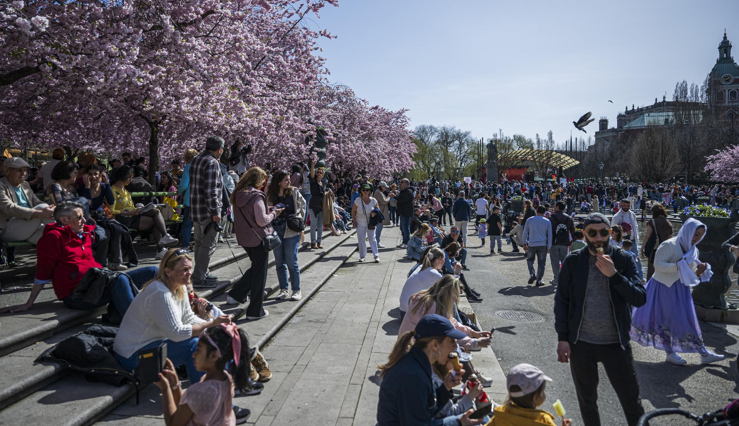 Lihat Indahnya Bunga Sakura Bermekaran di Taman Swedia