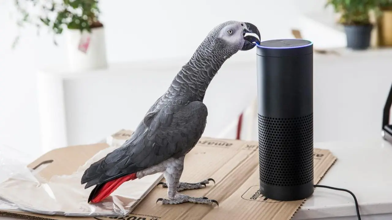 Buddy si burung beo yang belanja online. (SWNS)