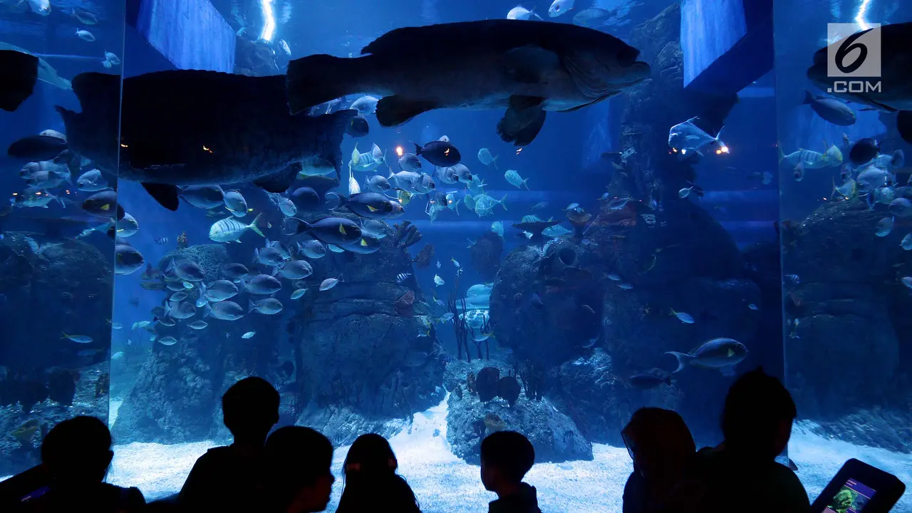 Menjelajahi Dunia Bawah Laut di Jakarta Aquarium