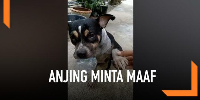 VIDEO: Kocak, Anjing Ini Minta Maaf Setelah Mandi Lumpur