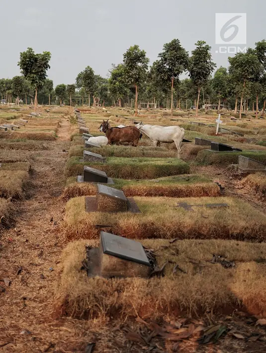 Kawanan kambing berkeliaran mencari makan TPU Pondok Rangon, Jakarta, Sabtu (10/8/2019). Kambing tersebut sengaja digembalakan di area kuburan oleh pemiliknya lantaran kurangnya lahan hijau di daerah perkotaan. (Liputan6.com/Faizal Fanani)