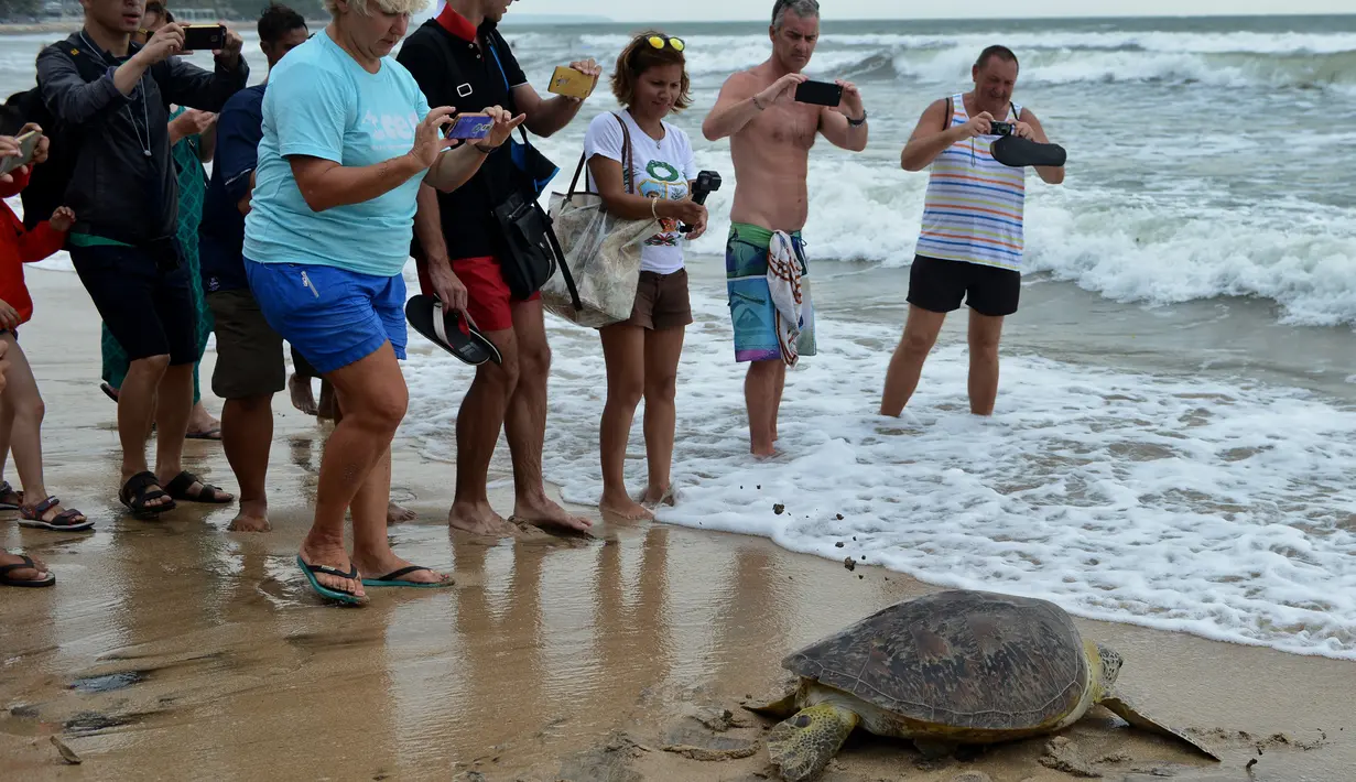 Pelepasan penyu hijau di Pantai Kuta, Bali, Selasa (7/2). Pelepasliaran penyu tersebut menjadi daya tarik tersendiri bagi wisatawan mancanegara yang kebetulan tengah berkunjung ke Pantai Kuta. (AFP PHOTO/ SONNY TUMBELAKA)