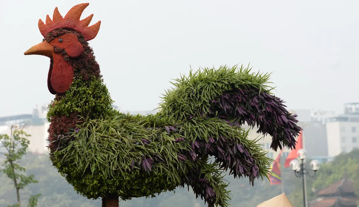 Dalam rangka menyambut perayaan Imlek, salah satu taman di Hanoi membuat tanaman hias berbentuk ayam, Vietnam, Rabu (25/1). Imlek tahun 2017 dikenal dengan tahun Ayam dalam penanggalan China. (AFP PHOTO / Hoang DINH NAM)