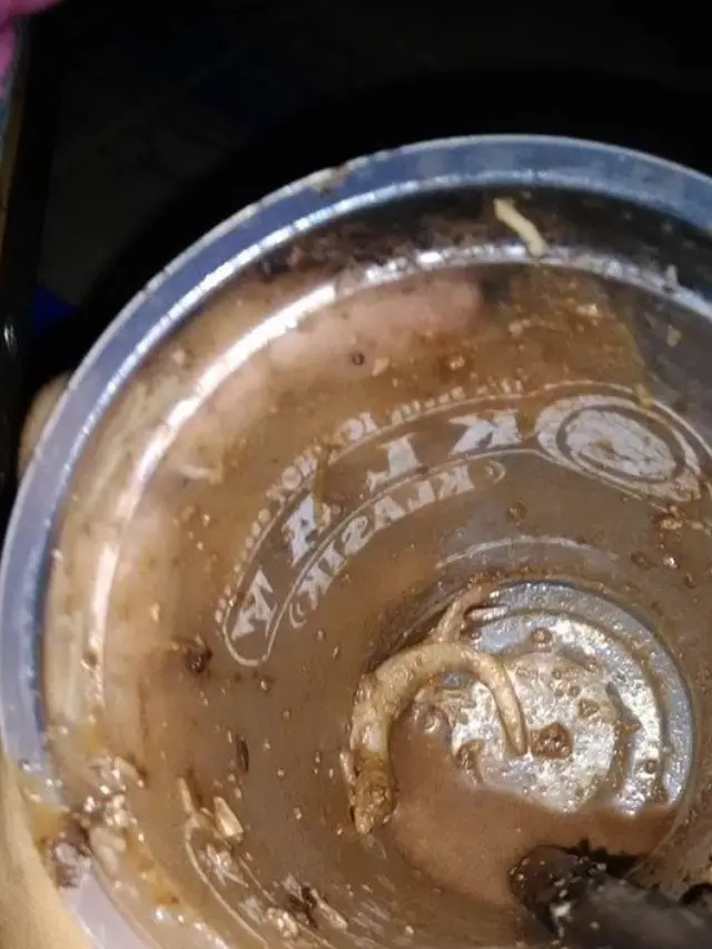 6 Momen Apes Cicak Masuk Gelas Isi Minuman Ini Bikin Geli