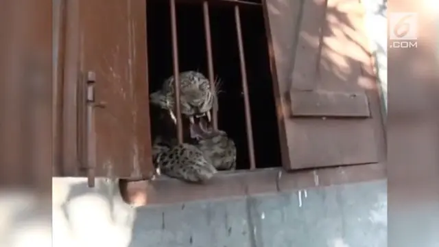 Macan tutul keluar dari sarang karena kekeringan akibat penggundulan hutan.