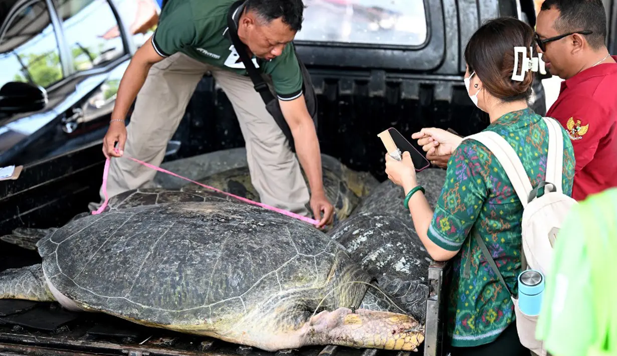 "Satwa tersebut diangkut dengan perahu kemudian diturunkan di TKP, selanjutnya akan dibawa dengan alat angkutan darat ke Denpasar," kata Kepala Balai Konservasi Sumber Daya Alam (KSDA) Bali, Agus Budi Santosa, pada Selasa (17/10/2023). (SONNY TUMBELAKA/AFP)