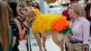 Carolina Saldana (kiri) berdiri dengan anjingnya JC yang berpakaian sebagai karakter burung Heihei dalam film Disney Moana selama kontes kostum anjing Halloween tahunan di Coral Gables Museum, Coral Gables, Florida, Amerika Serikat, Kamis (31/10/2019). (AP Photo/Lynne Sladky)