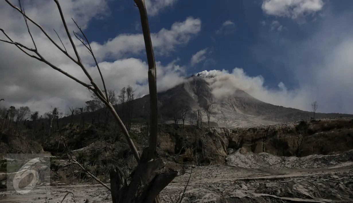 Gunung Sinabung terlihat dari perkebunan yang rusak akibat luncuran awan panas pada April 2015 di Desa Sibintun, Karo, Sumatera Utara, Minggu (5/7/2015). Akibat letusan Sinabung, desa tersebut sudah tak lagi berbentuk. (Liputan6.com/Johan Tallo)
