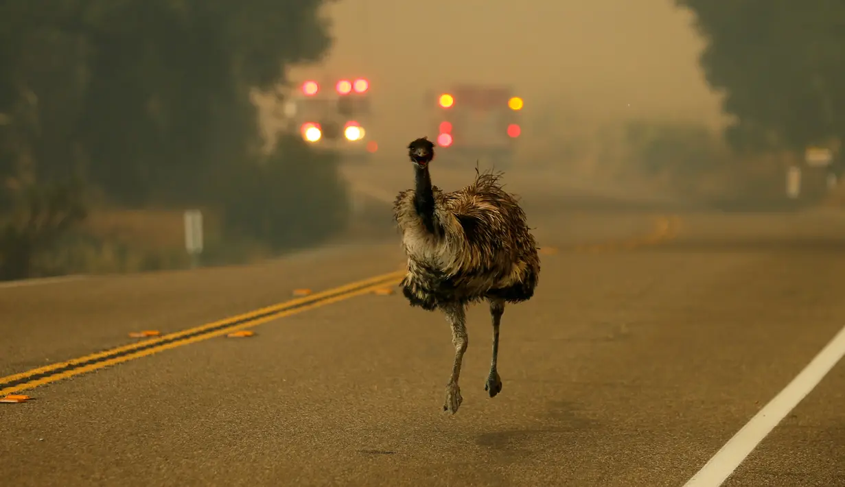 Seekor burung emu dengan luka bakar berlari menyelamatkan diri saat kebakaran melanda di dekat Potrero, California, AS, Senin (20/6). Kebakaran yang terjadi di California disebabkan suhu tinggi dan musim kering yang berkepanjangan. (REUTERS/Mike Blake)