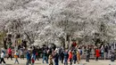 Pengunjung menikmati bunga sakura selama festival musim semi di Taman Yuyuantan, Beijing, China, Sabtu (30/3). Festival bunga sakura yang sangat populer ini digelar setiap tahun. (AP Photo/Andy Wong)