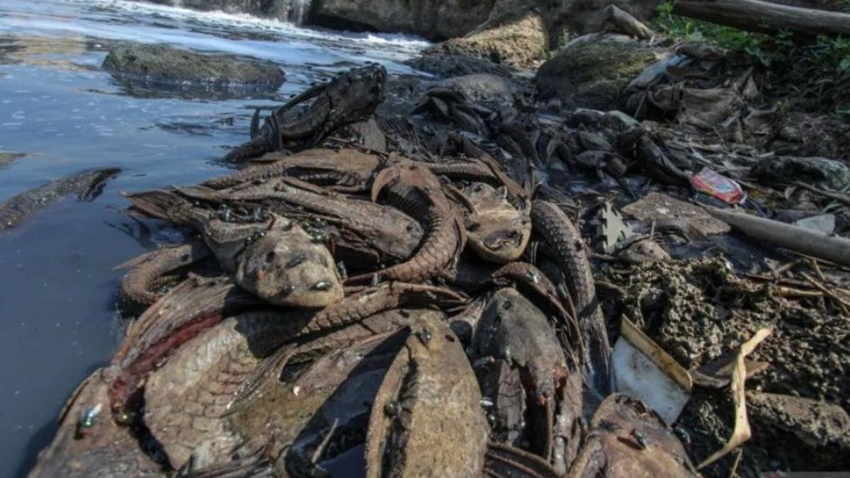 Pemkot Jaksel Bakal Gelar Operasi Tangkap Ikan Sapu-Sapu di Setu Babakan
