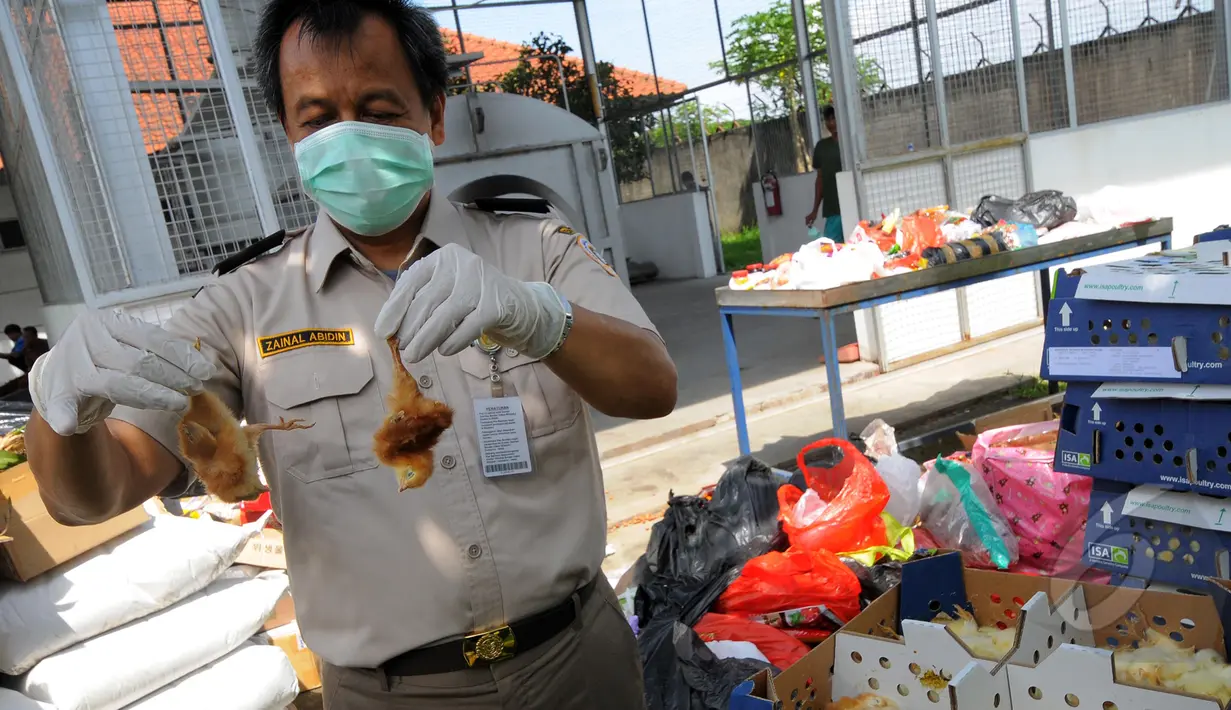 Petugas melakukan pengecekan pada bangkai anak ayam yang akan dimusnahkan, Tanggerang, Selasa, (10/3/2015). Pemusnahan ratusan anak ayam ini sebagai pencegahan penyebaran penyakit. (Liputan6.com/Faisal R Syam)