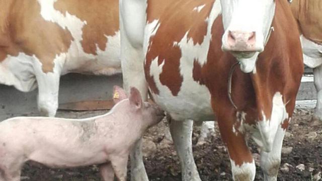 6 Potret Hewan Salah Induk saat Minta Susu Ini Nyeleneh