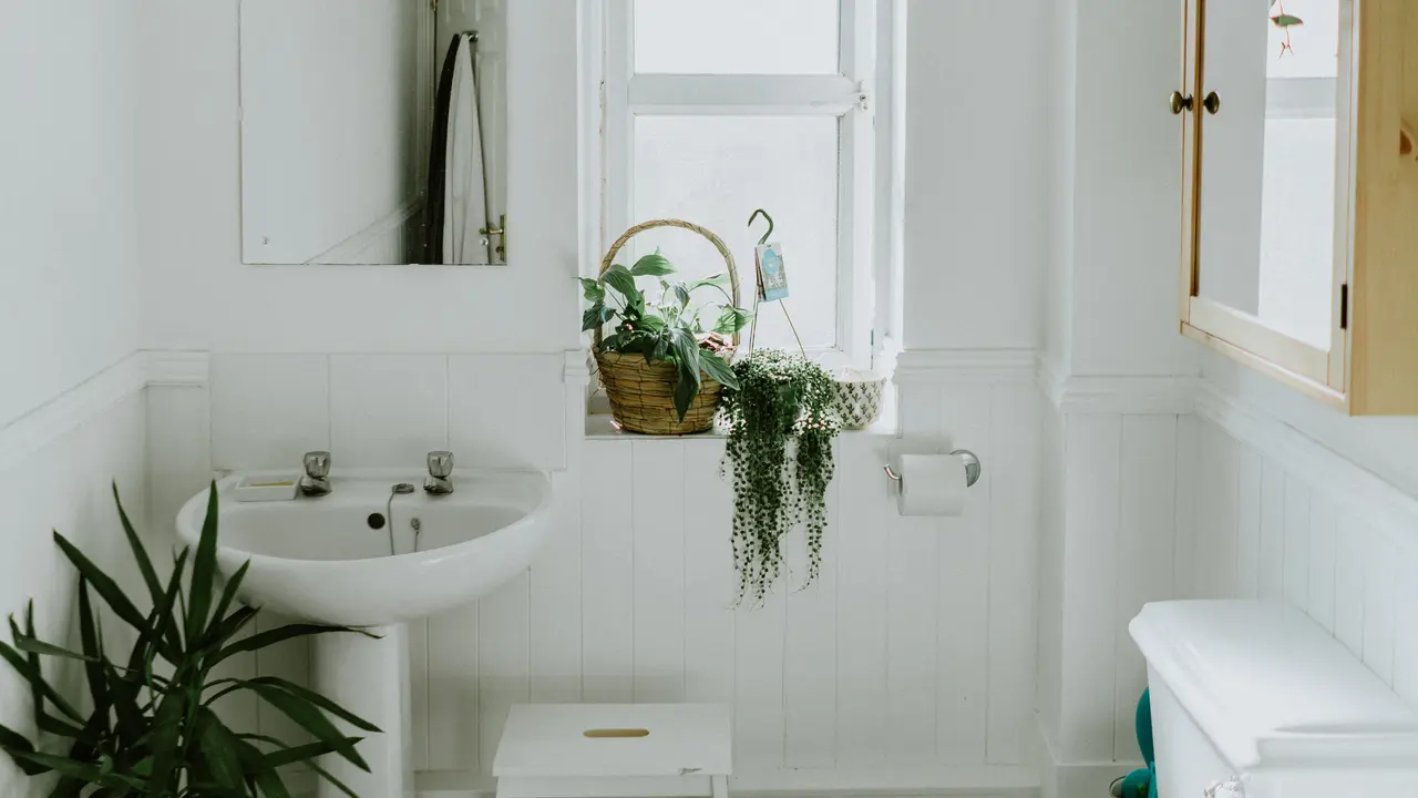 10 Tanaman Hias yang Cocok untuk Kamar Mandi, Bisa Menyerap Lembap