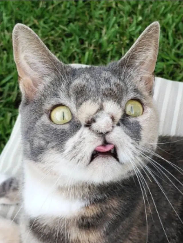Ilustrasi Kucing Down Syndrome (sumber: twitter.com/senpainugget2)
