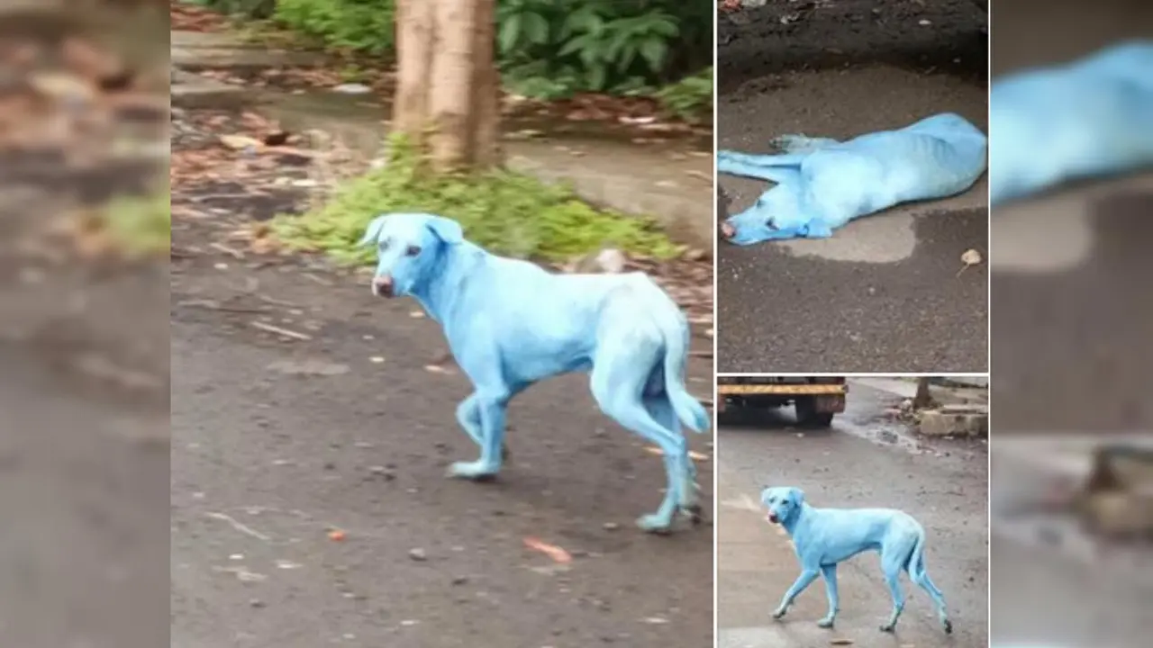 Limbah Pabrik, Alasan Anjing di Mumbai Berwarna Biru