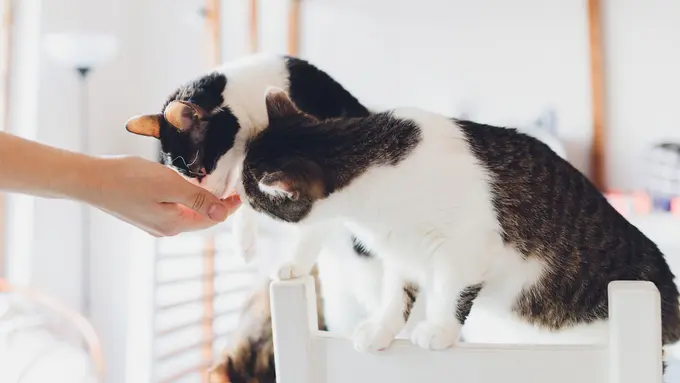 Praktis dan Lezat, Amankah Chicken Nugget sebagai Makanan Kucing?