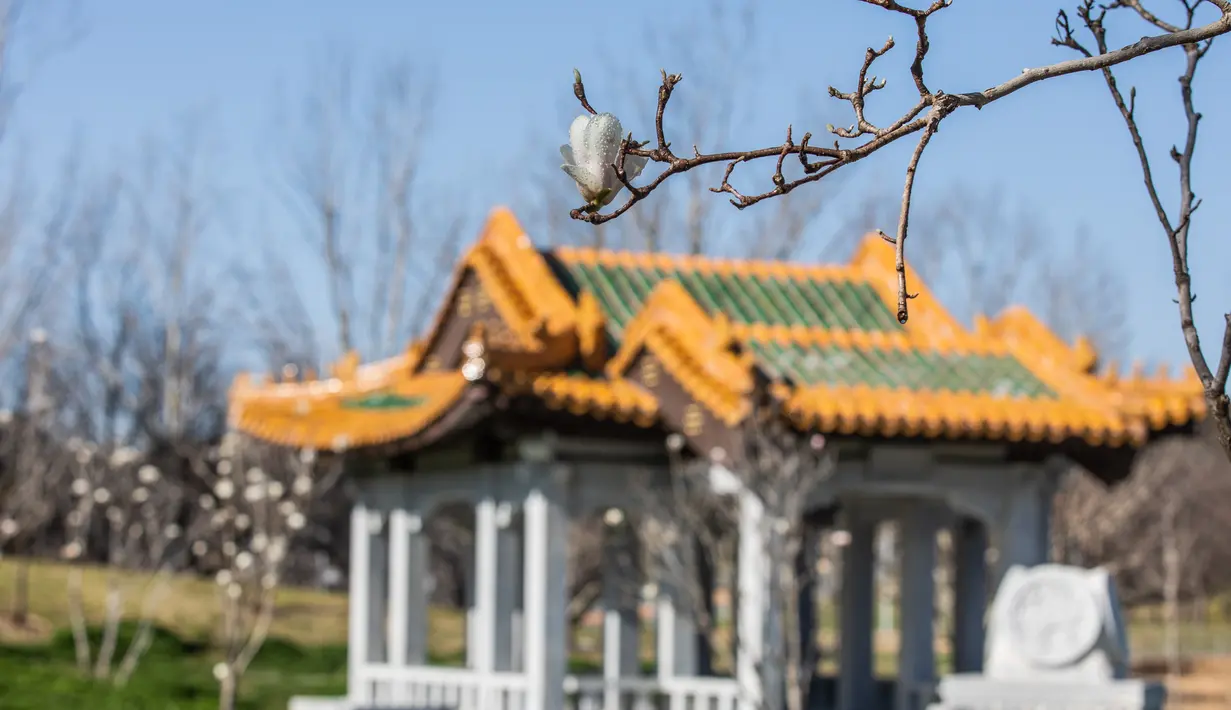 Bunga magnolia terlihat di Beijing Garden di dekat Danau Burley Griffin, Canberra, Australia (7/9/2020). Canberra, ibu kota Australia, memasuki musim semi pada September. (Xinhua/Chu Chen)