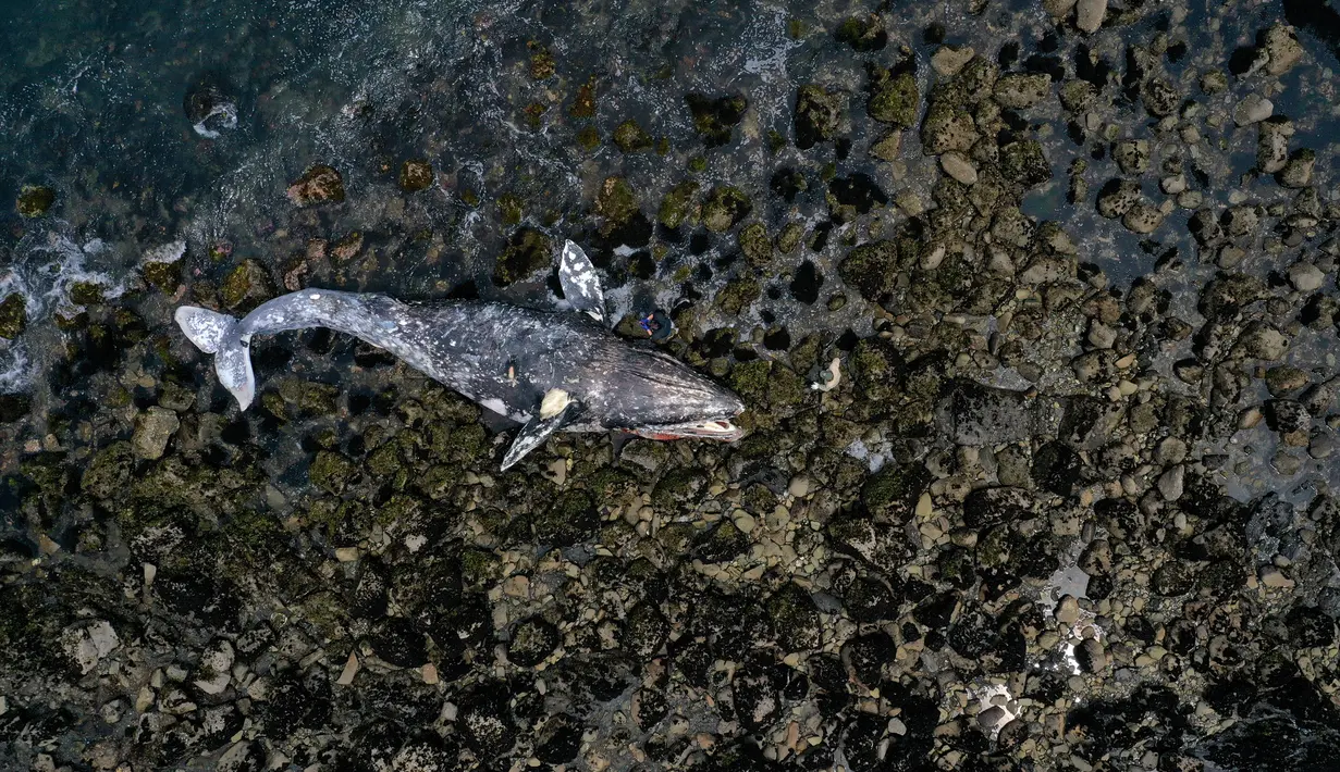 Bangkai paus abu-abu mati terdampar di pantai dekat Pacifica State Beach, Pacifica, California (14/5/2019). Paus itu ditemukan dalam keadaan mengenaskan dengan kulit yang terkelupas. (AFP Photo/Justin Sullivan)