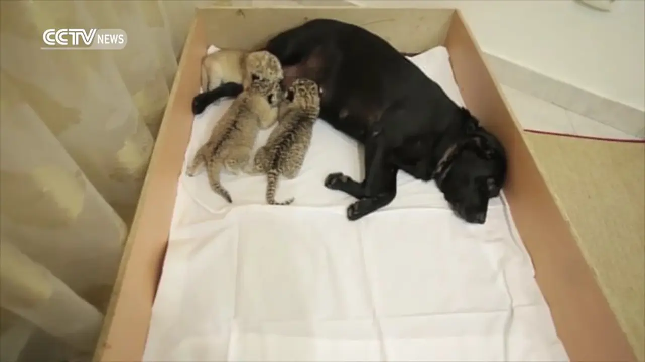 Anjing Pengasuh Trio Bayi Singa-Macan
