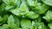 5 Manfaat Peppermint, Daun Beraroma Segar yang Bantu Redakan Sakit Kepala