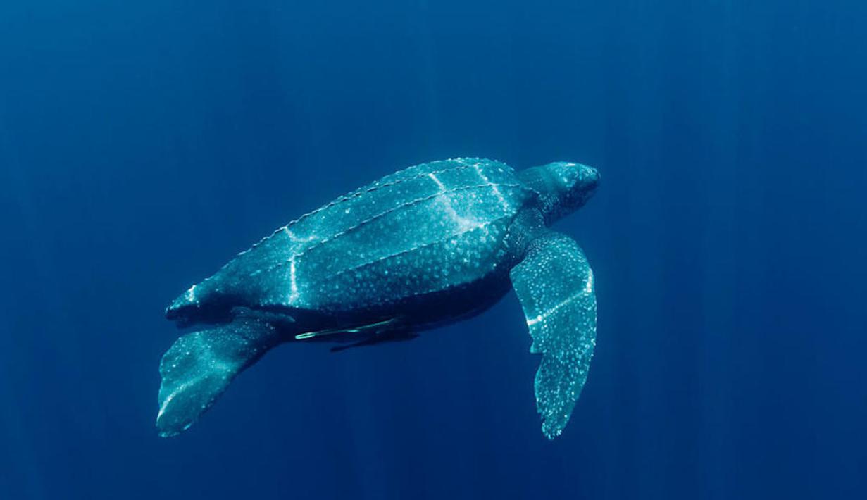<p>Penyu belimbing (Dermochelys Coriacea) disebut telah mendiami Bumi semenjak 100 juta tahun silam. Salah satu tempat bertelurnya ada kawasan pantai Papua Barat. (www.worldwildlife.org)</p>