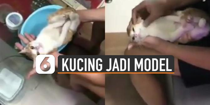 VIDEO: Gemes, Kucing Jadi Model Tutorial Mandikan Bayi