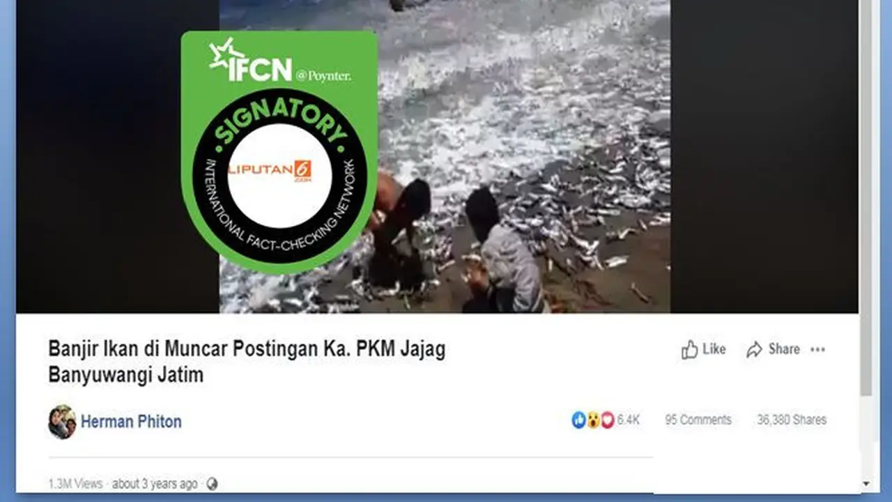 [Cek Fakta] Banjir Ikan Terdampar di Banyuwangi, Fakta atau Hoaks?