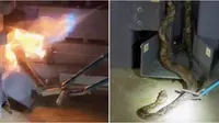 Nasib Tragis Ular Piton Dibakar Hidup-Hidup saat Tersangkut di Mesin, Picu Kemarahan