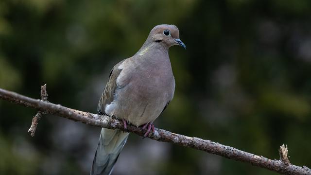Ilustrasi burung tekukur