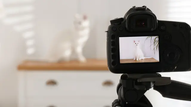 Tips Foto Session Bersama Kucing Kesayangan, Siap Terpesona sama Hasil Jepretannya?