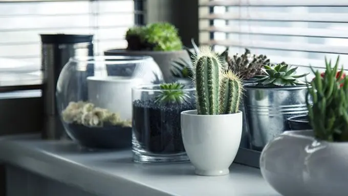 copyright pixabay.com/Milivanily