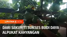 Sekuriti di sebuah perusahaan di Kota Semarang, Jawa Tengah, berani beralih menjadi seorang petani. Lewat keuletannya justru mengubah nasibnya, membudidayakan alpukat Kahyangan. Sekali panen, satu pohon alpukat Kahyangan bisa menghasilkan 20 kilogram...