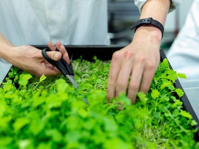 Cerita Akhir Pekan Cara Berkebun Efektif Di Lahan Sempit Lifestyle Liputan6 Com