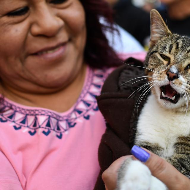 penyakit pada kucing yang bisa menular ke manusia