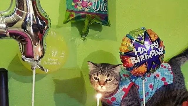 potret kocak kucing ulang tahun
