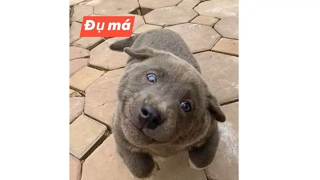 Viral, 7 Ekspresi Konyol Anjing Ini Sukses Bikin Gemas Netizen