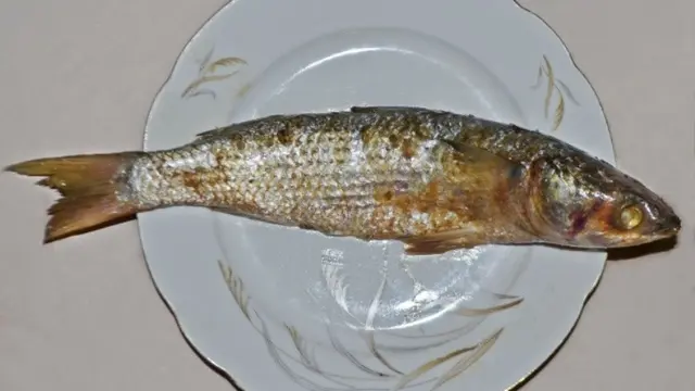 Meski Beracun dan Berbahaya, 7 Makanan Ini Tetap Digemari