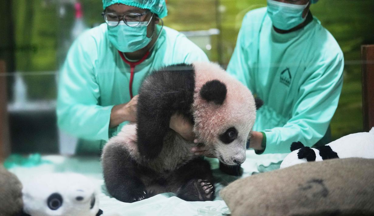 Dokter hewan merawat Satrio Wiratama atau Rio, anak panda raksasa pertama yang lahir di Indonesia, saat pratinjau media di Taman Safari Indonesia, Bogor, Jawa Barat, Jumat 15 Mei 2026. (AP Photo/Achmad Ibrahim)