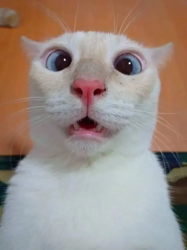 10 Potret Ekspresi Lucu Kucing saat Kaget Ini Bikin Gemas