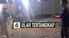 ULAR PITON TERTANGKAP BASAH NYARIS MEMANGSA BAYI BARU LAHIR