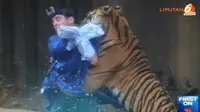 [VIDEO] Roar! Harimau Gigit Leher Pelatihnya