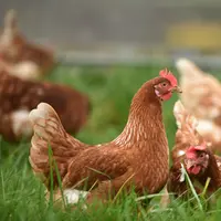 ilustrasi ayam/https://unsplash.com/Thomas Iversen