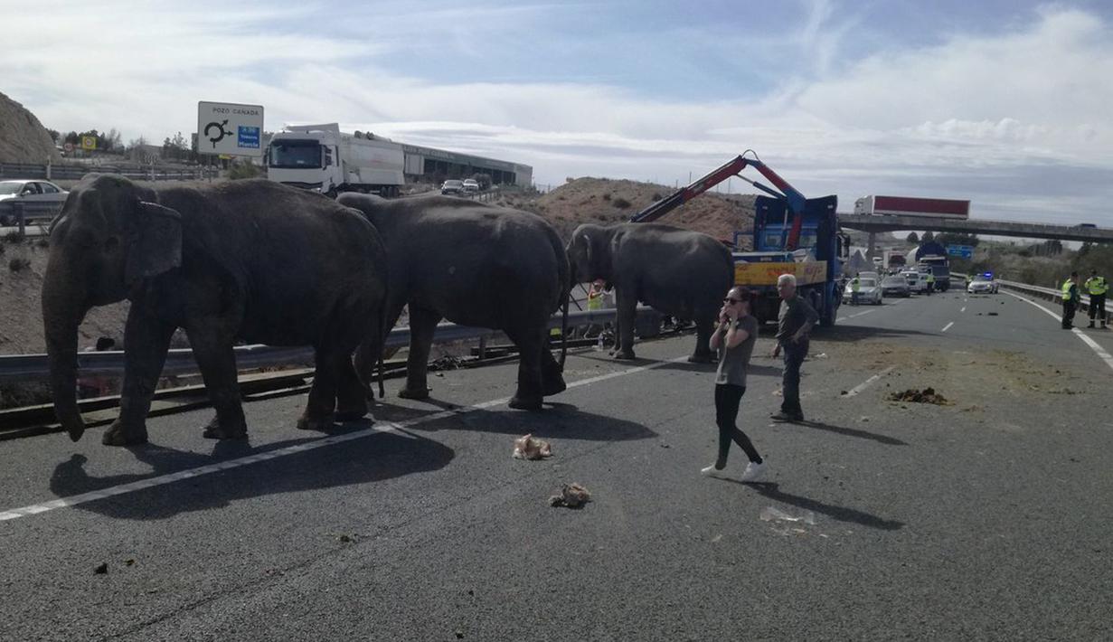 Sejumlah gajah sirkus kabur dari kendaraan pengangkut mereka yang mengalami kecelakaan di sebuah jalan raya Provinsi Albacete, Spanyol, Senin (2/4). Menurut polisi, satu dari lima ekor gajah mati karena luka yang dideritanya. (twitter.com/PoliciaAlbacete)