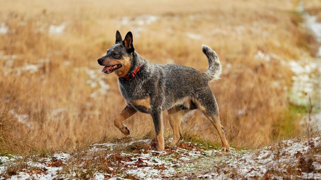 Australian Cattle Dog
