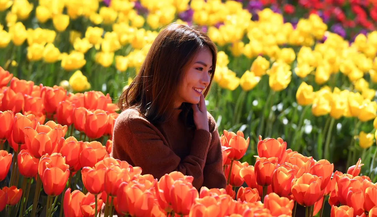 Seorang wanita berpose di antara bunga tulip selama Tesselaar Tulip Festival di Silvan, Dandenong Ranges, Melbourne (27/9). Pengunjung antusias melihat lebih dari satu juta warna-warni bunga, termasuk 900.000 tulip. (AFP Photo/William West)