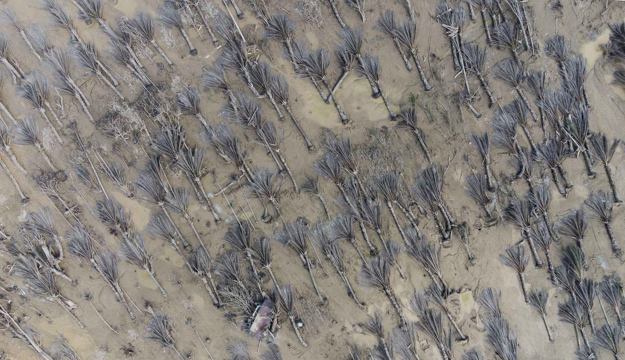 Pemerintah daerah bersama pihak terkait sedang merencanakan langkah-langkah rehabilitasi dan rekonstruksi Desa Sekumur, termasuk kemungkinan relokasi warga. Tampak foto udara yang diambil menggunakan drone menunjukkan pohon-pohon kelapa sawit yang tumbang akibat banjir bandang di desa Sekumur, Aceh Tamiang, Senin, 29 Desember 2025. (AP Photo/Binsar Bakkara)