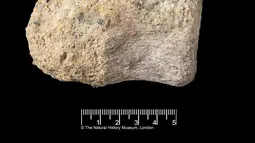 Fosil Dinosaurus Langka dari Antartika Ditemukan di Dalam Laci