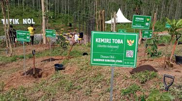 Pohon Kemiri Toba ditanam di kawasan Titik Nol Ibu Kota Negara (IKN) Nusantara